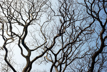 Leafless Tree Branches Against The Blue Sky