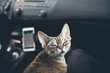 © veera - Close-up, Devon Rex cat travels in a car sitting on owners lap. Kitty - traveler companion, joyful expression captures thrill of adventure. Ready for a road trip. Traveling with pets concept