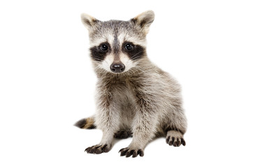 Wall Mural - portrait of cute raccoon