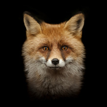 Red Fox Face Isolated On Black
