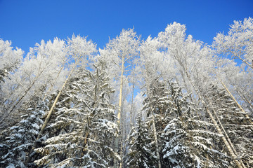 winter cold day fir forest landscape