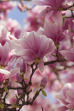 Fototapeta Na drzwi - flowering magnolia tree