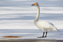 Whooper Swan (Cygnus Cycnus) Standing On The Ice Of A Frozen Lake In Finland In Winter. Beautiful Late Afternoon Sunlight.