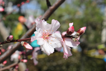 Sticker - Almond flower tree