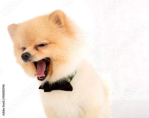 Soft Pomeranian Dog Short Hair On White Background Buy This