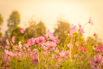 Wall Mural - cosmos flower blossom in garden