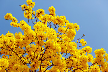 Wall Mural - yellow tabebuia flower blossom