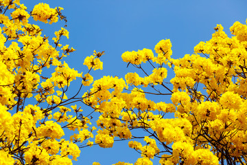 Wall Mural - yellow tabebuia flower blossom