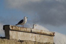 Seagulls On Roof Of The House
