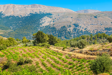 Wall Mural - Vineyard. Rhodes, Greece