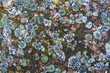 © Bronwyn Photo - Lichen on Rock
