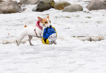 Cute Little Dog Fetching Destroyed Big Ball 