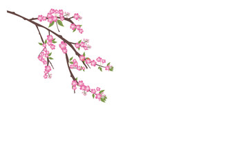 Sakura flowers background. cherry blossom isolated white backgro