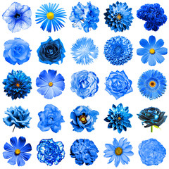 Wall Mural - Mix collage of natural and surreal blue flowers 25 in 1: peony, dahlia, primula, aster, daisy, rose, gerbera, clove, chrysanthemum, cornflower, flax, pelargonium isolated on white