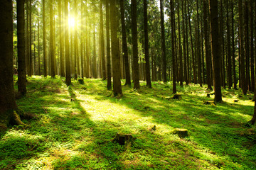 Wall Mural - sunlight in the green forest.