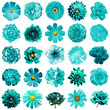 Mix collage of natural and surreal turquoise flowers 25 in 1: peony, dahlia, primula, aster, daisy, rose, gerbera, clove, chrysanthemum, cornflower, flax, pelargonium isolated on white