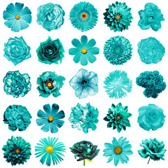 Wall Mural - Mix collage of natural and surreal turquoise flowers 25 in 1: peony, dahlia, primula, aster, daisy, rose, gerbera, clove, chrysanthemum, cornflower, flax, pelargonium isolated on white