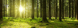 Fototapeta Zachód słońca - Sunlight in the green forest.