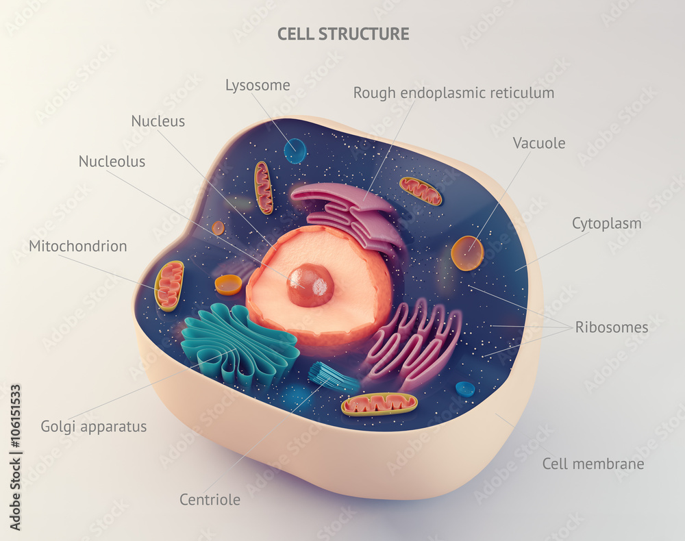 Anatomical structure of animal cell - obrazy, fototapety, plakaty 