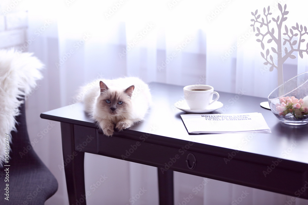 Color-point cat lying on black table in living room