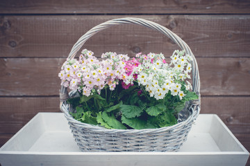 Wall Mural - Spring flowers