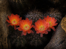 Beautiful Blooming Wild Desert Cactus Flower
