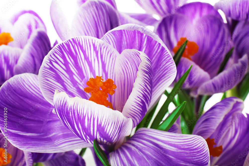 Beautiful crocus flowers closeup