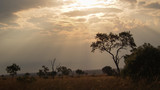 Fototapeta Sawanna - Sun rays in savannah