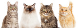 Fototapeta Koty - Four Happy Cats Website Banner