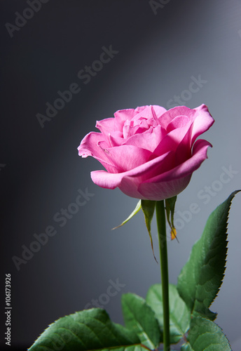 ピンク色の薔薇 暗い背景 Stock Photo Adobe Stock ピンク色の薔薇 暗い背景 Stock Photo Adobe Stock