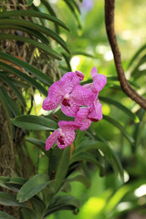 Wall Mural - purple vanda orchid, natural garden background.