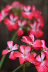 Wall Mural - Red flowers on blur background by macro lens.
