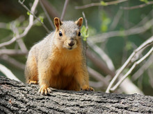 Fox Squirrel On A Branch