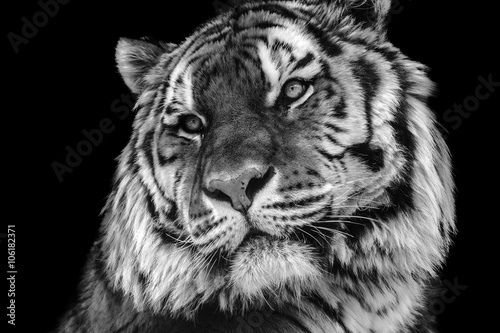 Fotomural Cara del tigre blanco y negro negrita contraste close-up