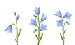 Vector set of blue bluebell flowers isolated on a white background.