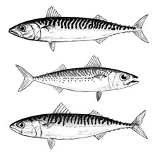 Mackerel Illustrations Chub, Blue And Atlantic