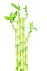  green bamboo stems