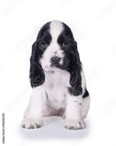english cocker spaniel black and white puppies