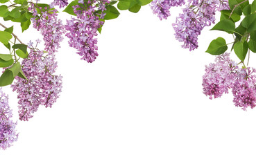 Poster - light lilac large inflorescences and leaves half frame