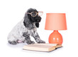 © Rita Kochmarjova - English cocker spaniel puppy with glasses reading a book near the lamp