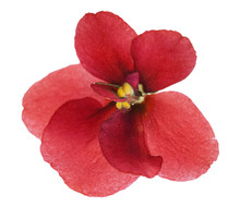 Single Simple Isolated Red Violet