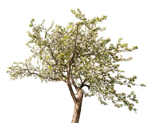 Sticker - blooming large apple tree branch on white