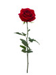 Leinwandbild Motiv Bright red  rose