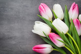 Fototapeta Tulipany - More tulip on the grey background.