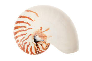 Wall Mural - Nautilus shell isolated on white, clipping path included