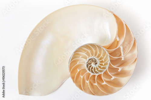 Fotografering Nautilus shell section, perfect Fibonacci pattern on white, clipping path