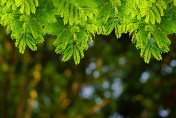 Wall Mural - Natural green leaves with blur bokeh spring or summer background, ecology concept 