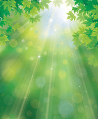 Wall Mural - vector green, spring background with maple leaves border.