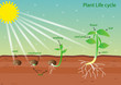 plant life cycle
