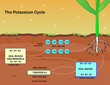 the potassium cycle
